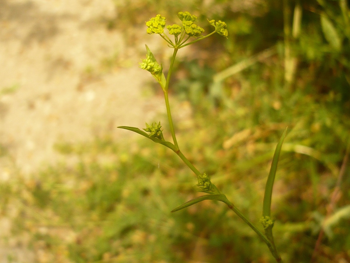 Bupleurum falcatum (Apiaceae)